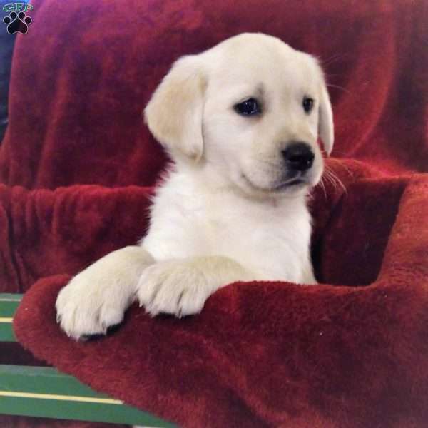 Violet, Golden Labrador Puppy